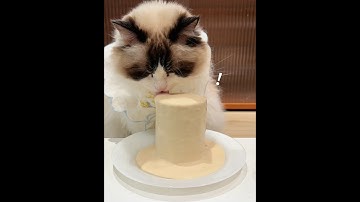 属于小猫咪的臭臭奶茶🧋 #养猫日常 #啃罐头 #喂猫日记 #乌力乌力 #乌力乌力汤罐