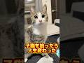 生後0日の子猫を拾ったら人生が変わった #shorts #子猫 #保護猫 #猫 #捨て猫 #catlovers #kitten