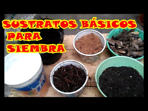 Vídeo: Diferencia Entre Sustrato Y Producto