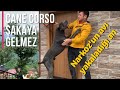 OĞUZ ÖZKAN’I CANE CORSO NARKOZ ‘UN ELİNDEN ZOR KURTARDIM:))