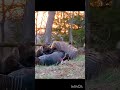Это невозможно пропустить!#вау#охота#индейка#amazing#turkeyhunting#shot#viralvideo#shorts#