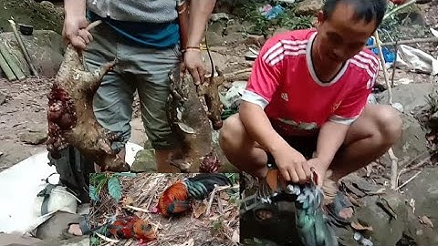 Yos hav zoov tuas nploos tuas qaib qus roob kub twm os14/01/2020