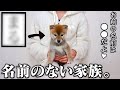 重大発表💕家族に迎えた生後56日の柴犬の名前が決まりました。【和風総分家】
