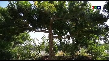 Lão nông miền Tây sở hữu vườn nguyệt quế trị giá hơn chục tỷ đồng | LONG AN TV