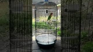 Download Lagu Lovebird Paud super Lecek MP3 Download Lagu Lovebird Paud super Lecek MP3