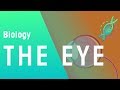 The Eye | Physiology | Biology | FuseSchool