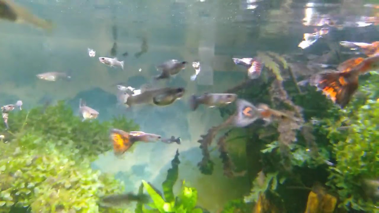 Ikan gapi dan aquascape YouTube