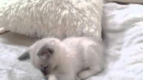Watch the video about 'Cute blazed' blue mitted ragdoll kitten