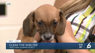 Clear the Shelter: Adopt Jose