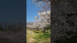 말미산 영상