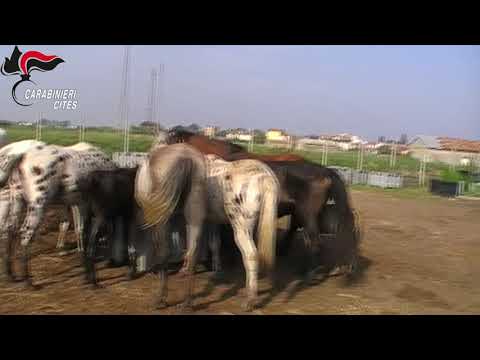 Video: Oltre 130 Cavalli Malnutriti Salvati Dalla Fattoria Del Maryland