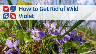 How to Get Rid of Wild Violet