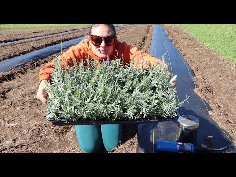 Video: Lavendeldyrkning – Tips til dyrkning af lavendelmark