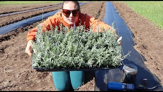 Planting a Lavender Field  : Flower Hill Farm