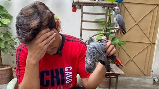 Mishandling while Parrot is Sick / Weak | PBI Official