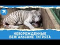 Новорожденные бенгальские тигрята