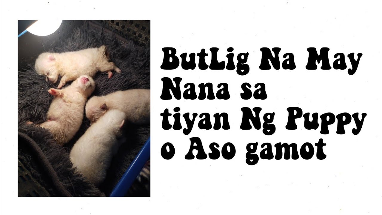 Solusyon o gamot sa butlig butlig na may nana sa tiyan o katawan Ng