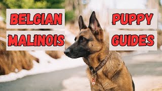 Belgian Malinois Puppy Guide: Essential Tips for FirstTime Owners