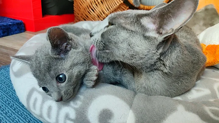 Video 1941221: russian blue cattery, russianbluecats, litter