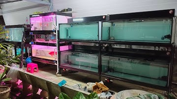 DM Studio - งานระบบ Overflow Full Services ตู้ปลากรองบน 4 ใบ ของคุณเบน เพชรเกษม (ผู้ช่วย Nino) Set 2