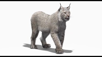 Animated White Lynx 3D Model with Fur | PROmax3D