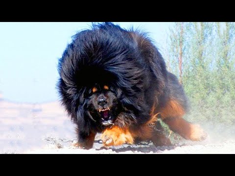 10 Wildest Dog Breeds In The World