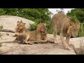 Sabi Sand Private Game Reserve - Ottawa young males sitting on rocks grooming themselves.