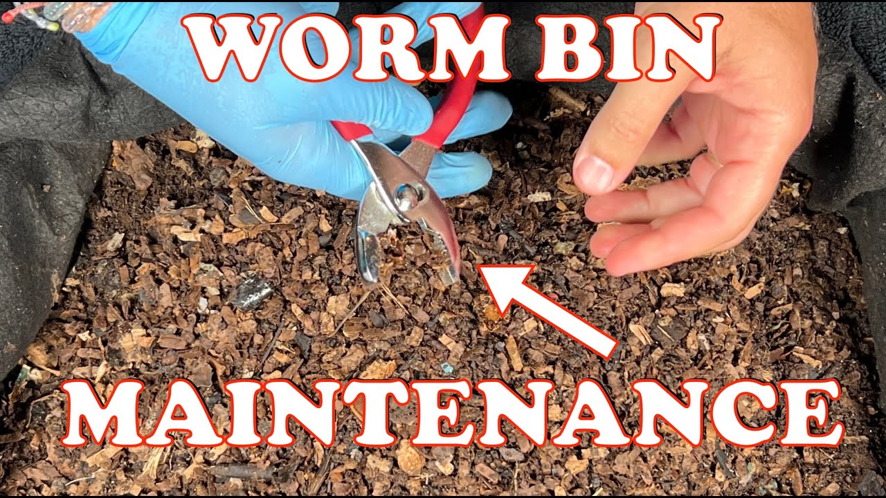 Vermicomposting 101: Do Worms like Coffee Grounds? - Uncle Jim's