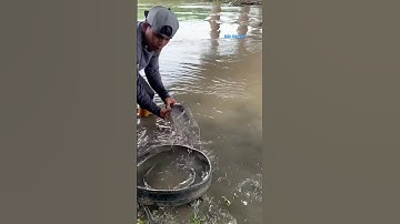 Cá Lớn - bắt cá Rô Phi Khủng ẩn nấp dưới lốp xe cũ 😱 #khacthuyvlogg