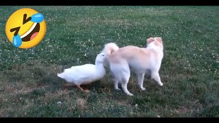 Funny Animal Videos 2023 😅 - Funniest Dogs and Cats Videos 😁 Lots of Laugh by Yuppy Pets 39 views 7 months ago 12 minutes, 35 seconds