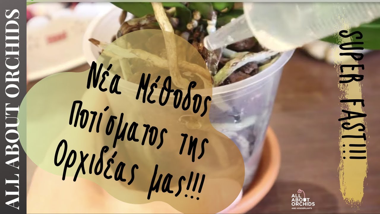 Πως ποτίζω 60+ ορχιδέες σε λιγότερο από 15 λεπτά.  Η μέθοδος του Παντελή! Σώθηκα!