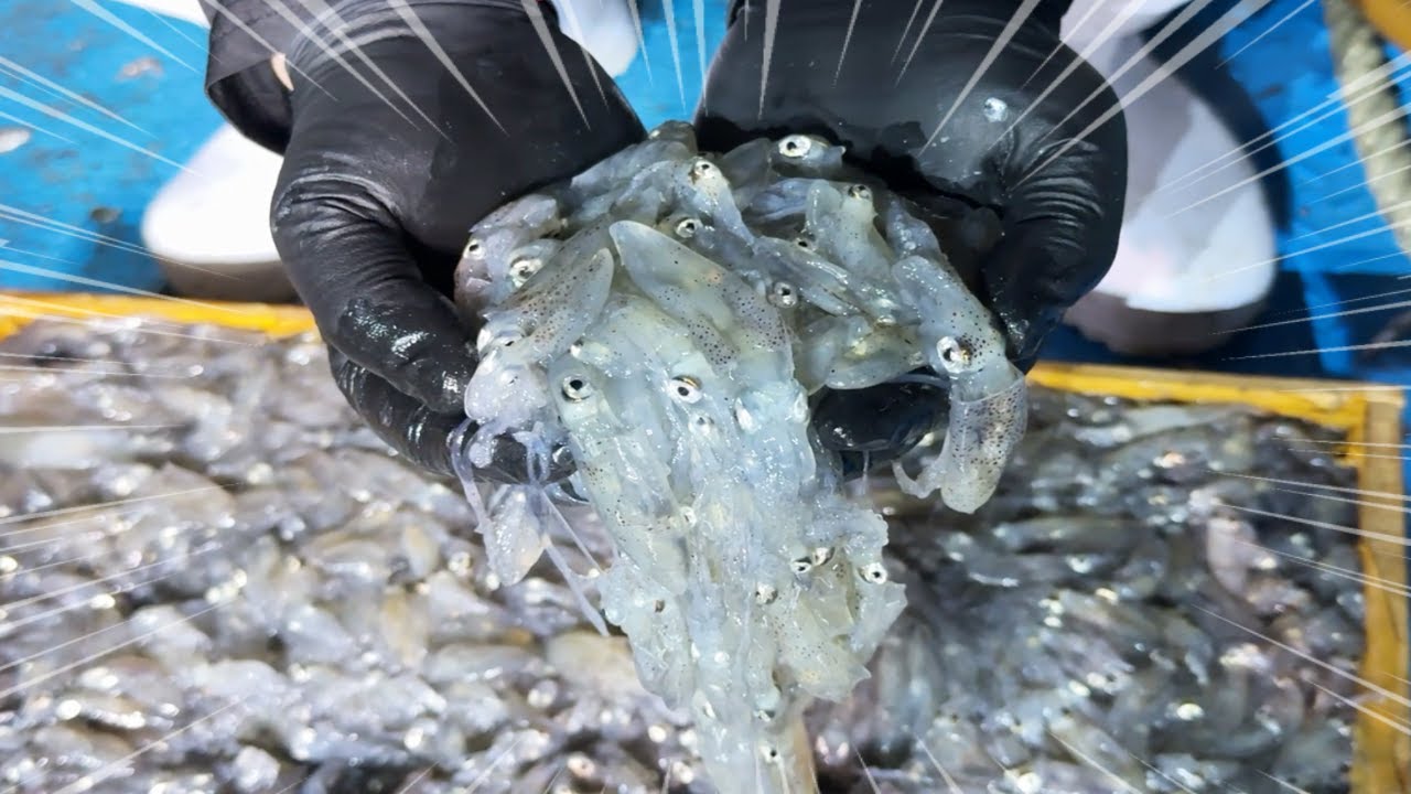 인생 최고의 맛!! 봄 호래기(꼴뚜기) 완전 맛있네~보이면 무조건 드세요!! 애주가 술안주~