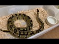 SNAKE EGGS!!! How to Prepare Egg Tubs and Incubate Ball Python Eggs