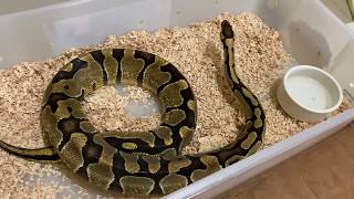 SNAKE EGGS!!! How to Prepare Egg Tubs and Incubate Ball Python Eggs