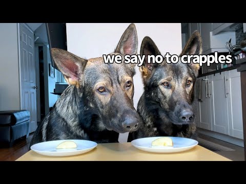 Dogs Review Food 