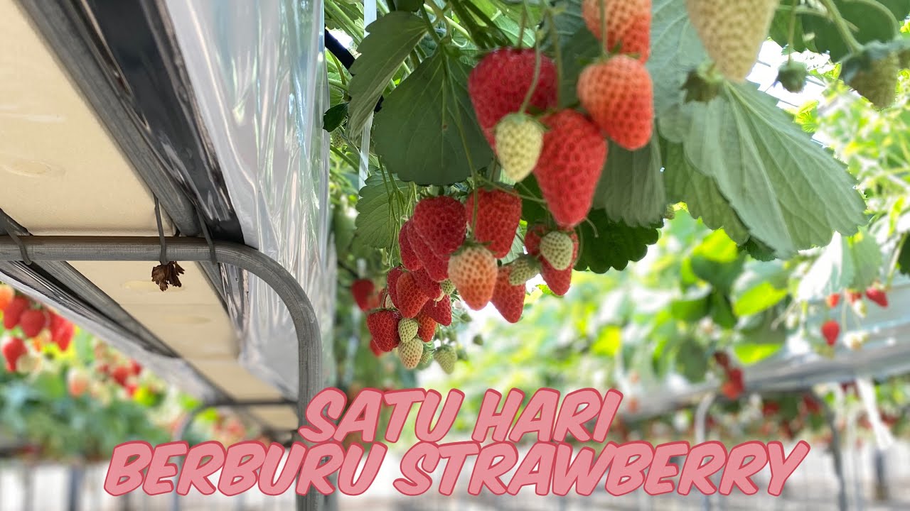 ICHIGO GARI WITH MY BESTIES