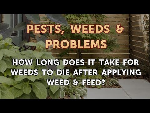 How Long After Weed And Feed Will Weeds Die