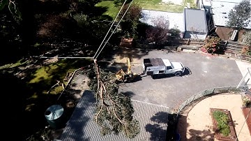 Controlled Speedline by Cutting Edge Tree Management - Ballarat