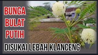 Bunga Bulat Putih Ini Disukai Lebah Klanceng #kelulut #trigona @jejaktrigonaindonesia