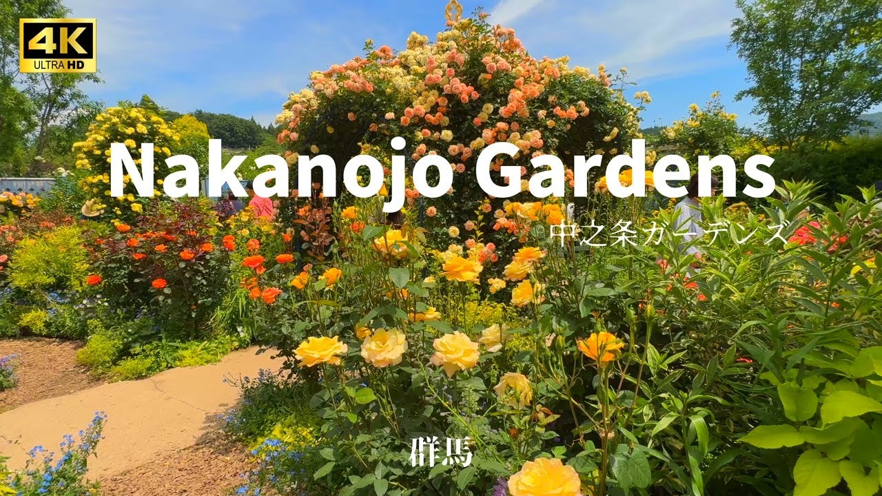 【４K HDR ROSE】まるで夢の世界🌹 群馬・中之条ガーデン満開バラ