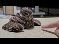 ちょっとやる気のないフクロウ（FY2020）