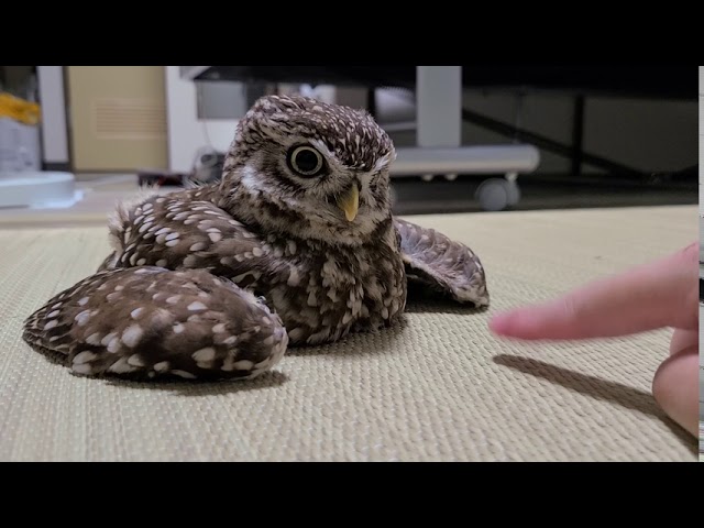 ちょっとやる気のないフクロウ（FY2020） - YouTube