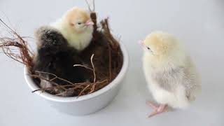 Benefits of Canthaxanthin in poultry feed