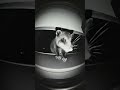 Curious little guy finds the Ringcam