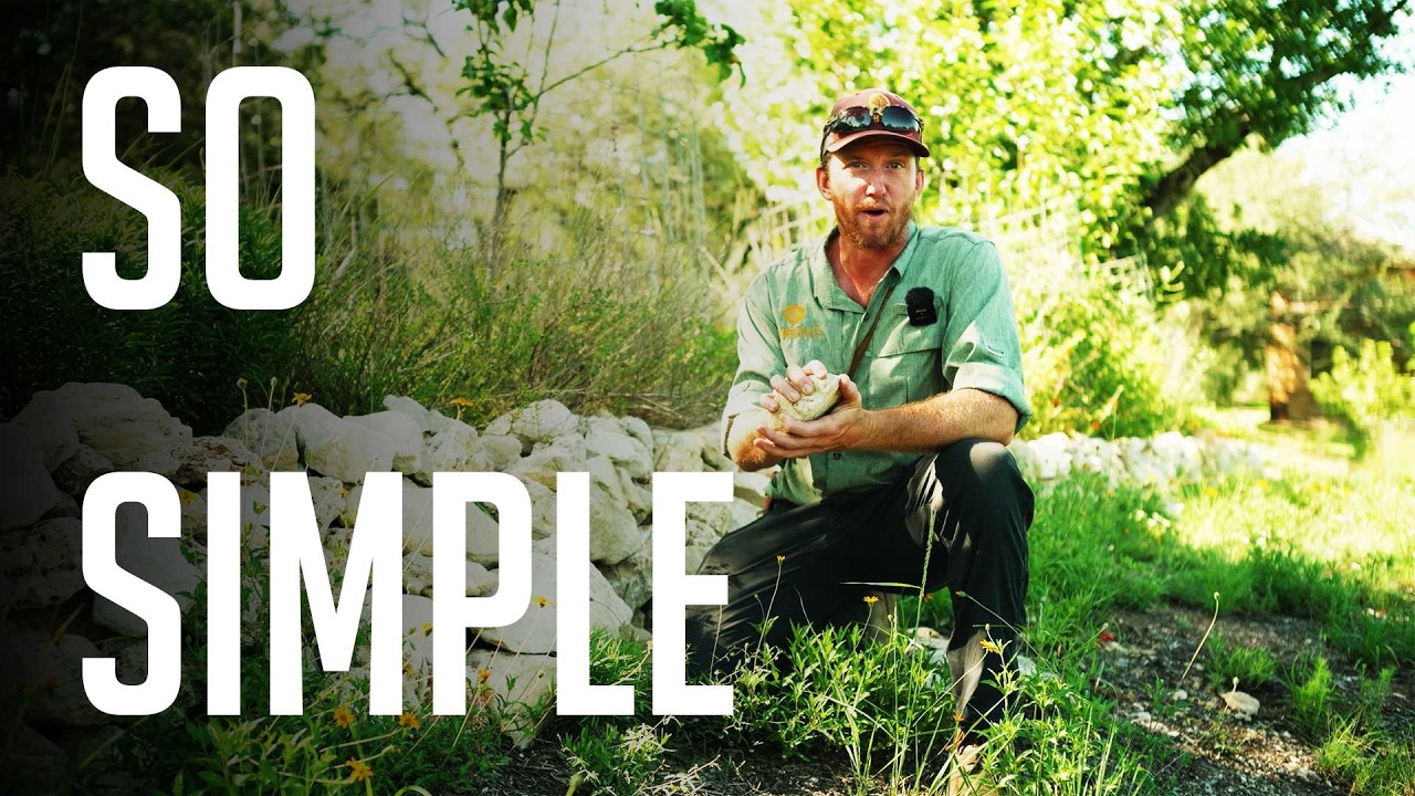 Местные деревья погибали. Тогда мы построили террасы.