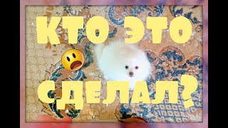 КТО ЭТО СДЕЛАЛ??? КУПИТЬ ЩЕНКА!!! КТО ЭТО СДЕЛАЛ??? КУПИТЬ ЩЕНКА!!!