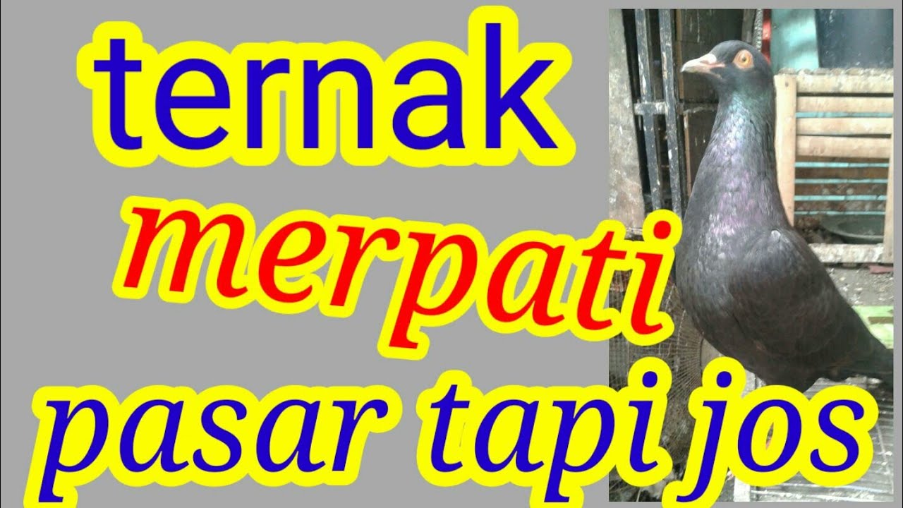 Merpati ternak 