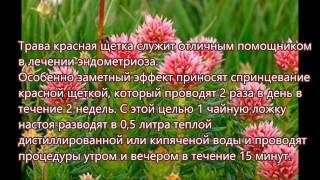 Настойка травы красная щетка применение, рецепты, свойства и противопоказания(В данном видео вы узнаете о: - настойка красная щетка применение - настойка красной щетки как принимать..., 2015-06-05T09:12:57.000Z)