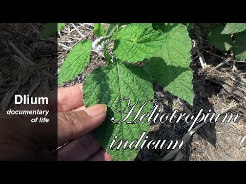 Video: Biz Yopiq Geliotrop Gibridini - Heliotropium Hibridium - Geliotropning Turlari Va Navlarini O'stiramiz