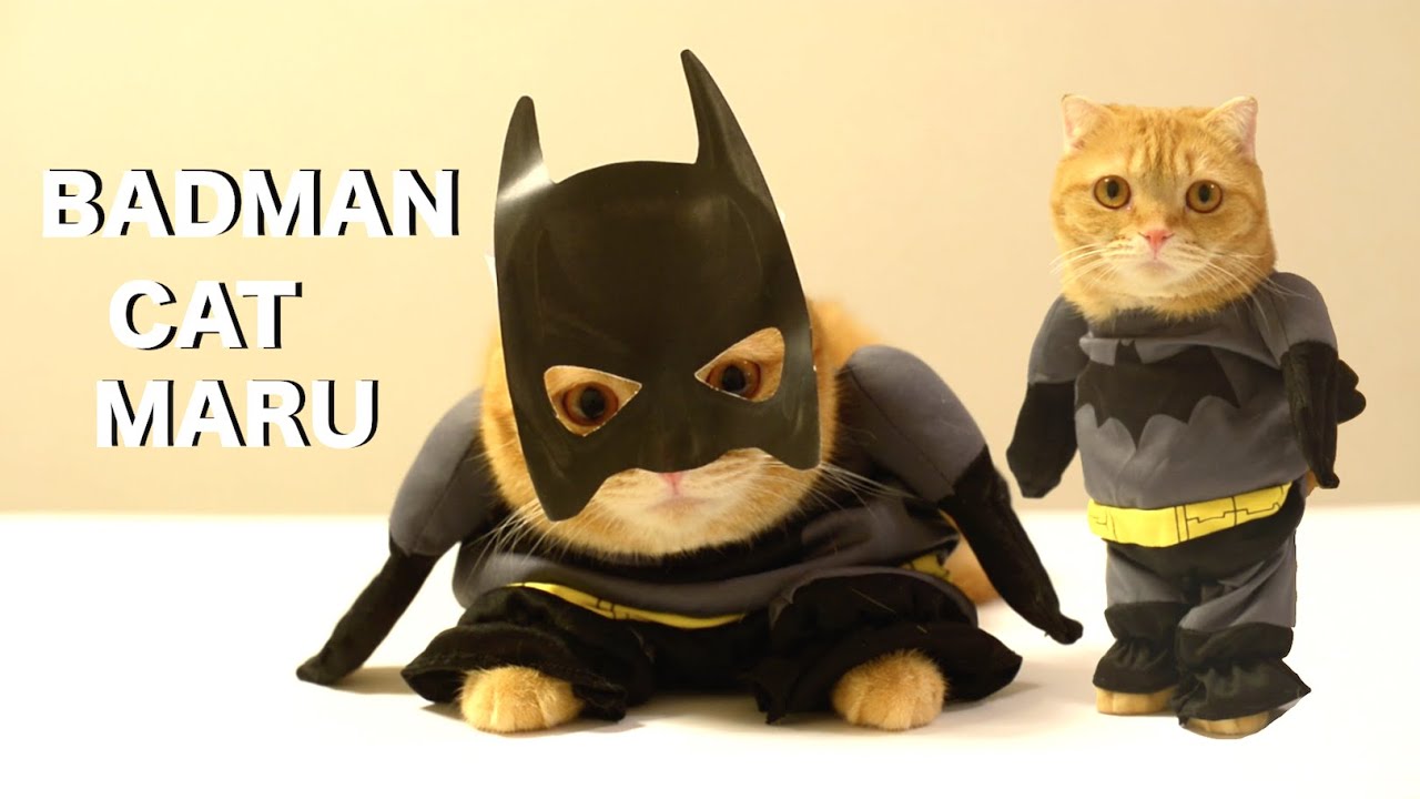 cute cats for sale バッドマンに変身する猫のまる Maru the cat going to transform into a Badman